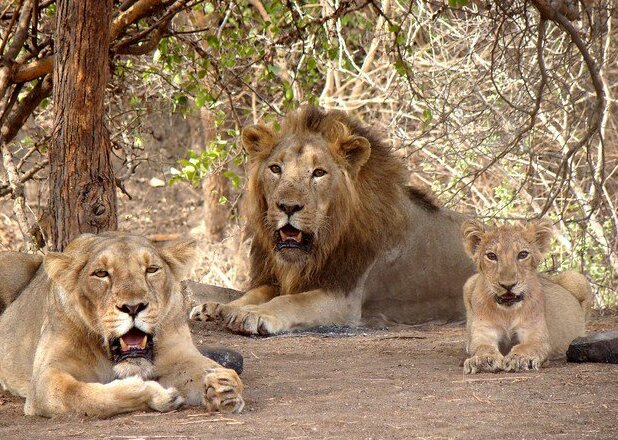 Gir National Park Wildlife Adventure
