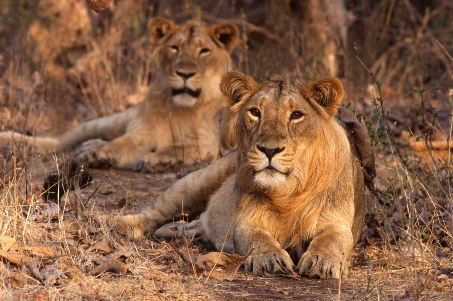 Gir National Park Wildlife Adventure