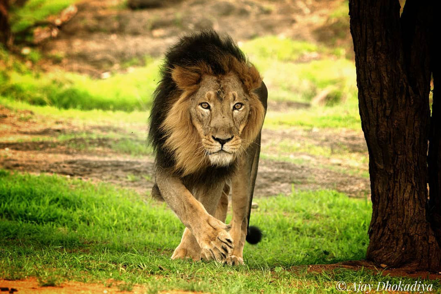 Gir National Park Wildlife Adventure