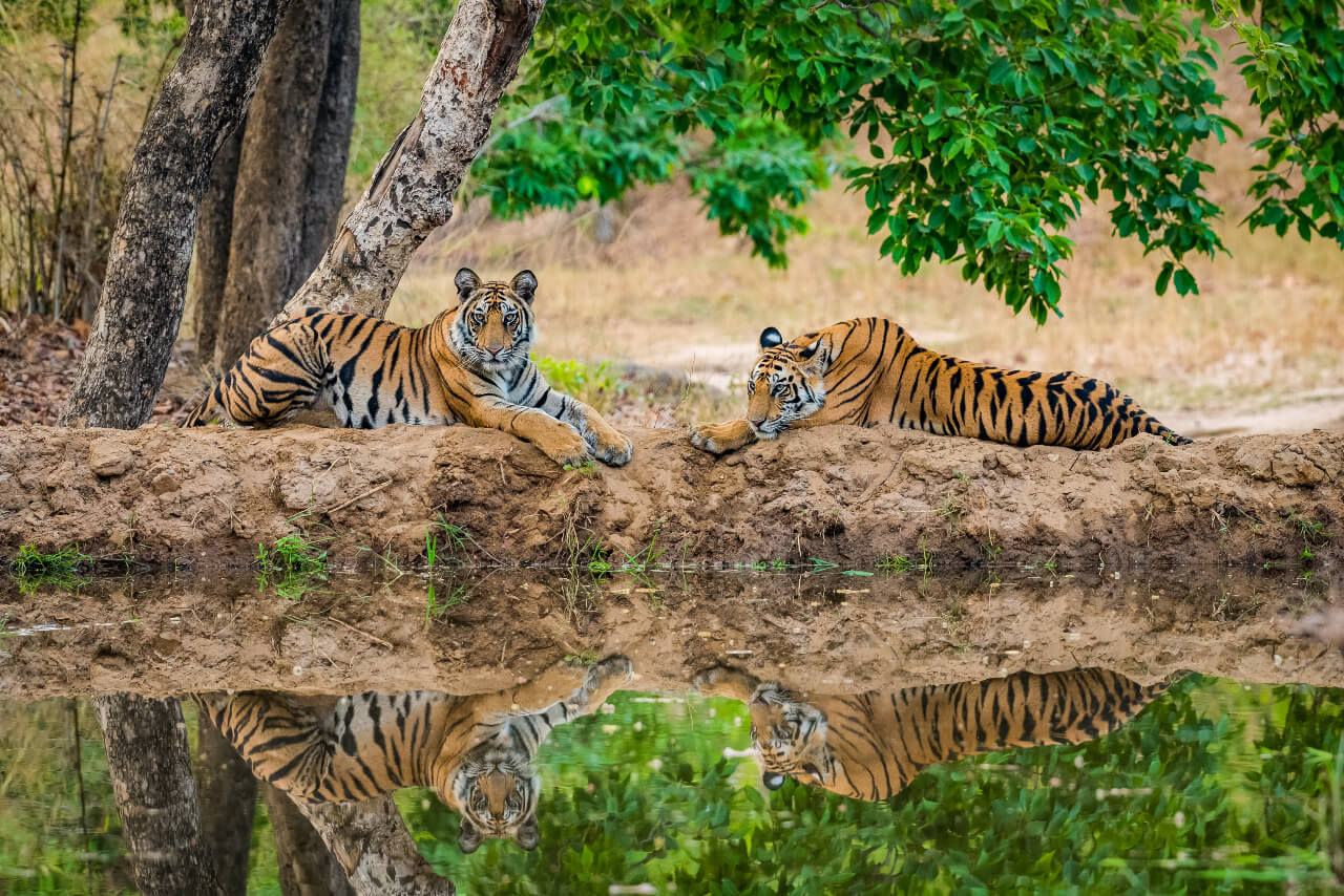 Kanha National Park Wildlife Safari