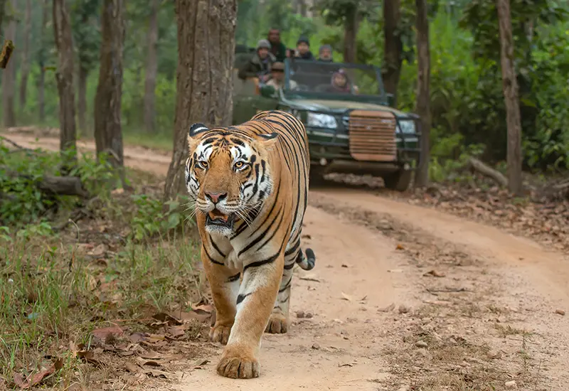 Kanha National Park Wildlife Safari