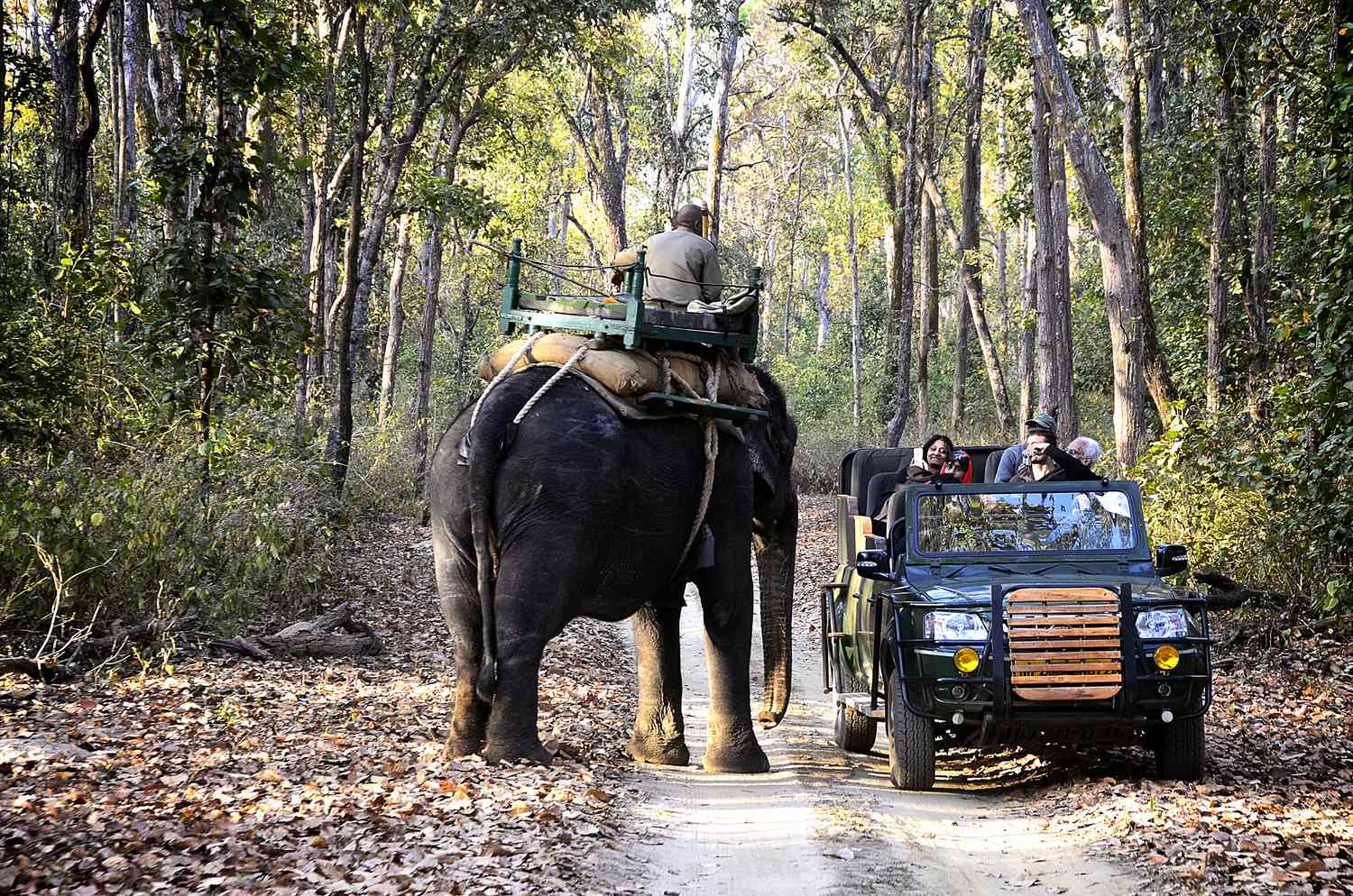 Kanha National Park Wildlife Safari