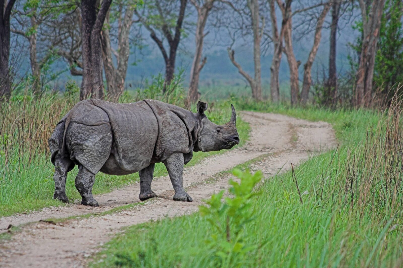 Assam & Meghalaya Shillong, Cherrapunji & Kaziranga